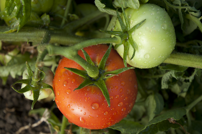 tomate talaverano