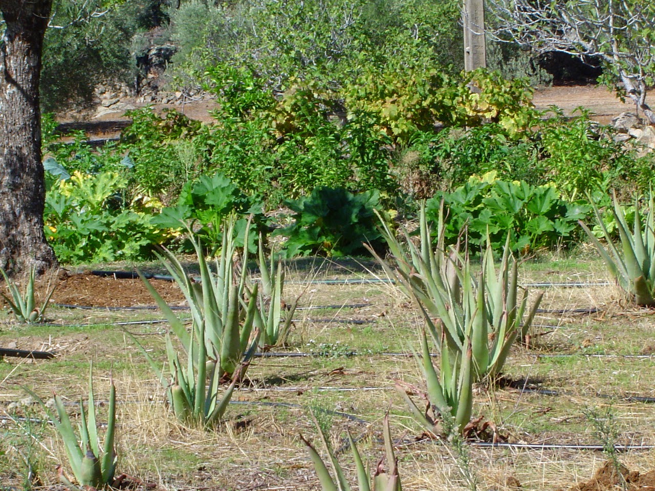 aloe vera y huerto