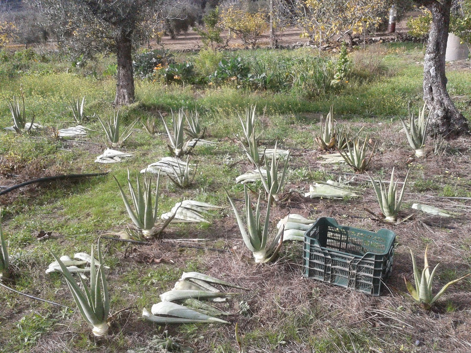 cosecha aloe