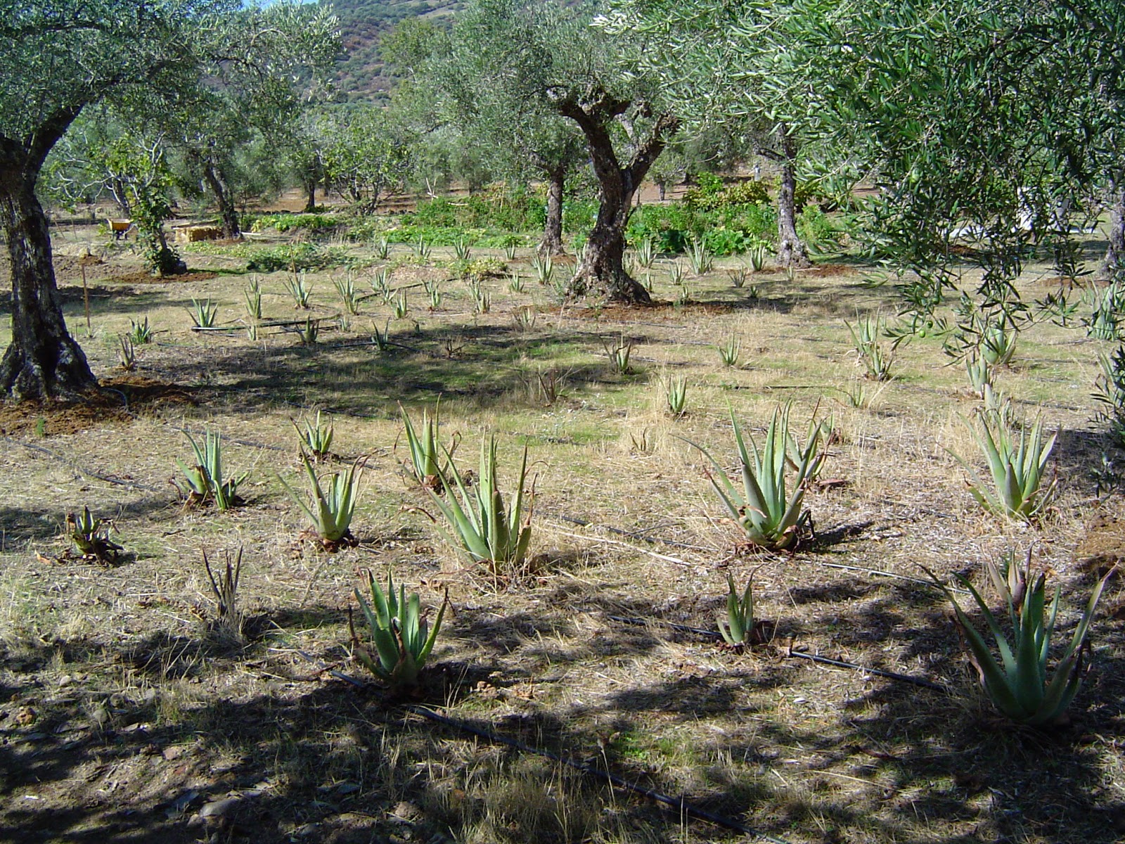 ensayo aloe vera