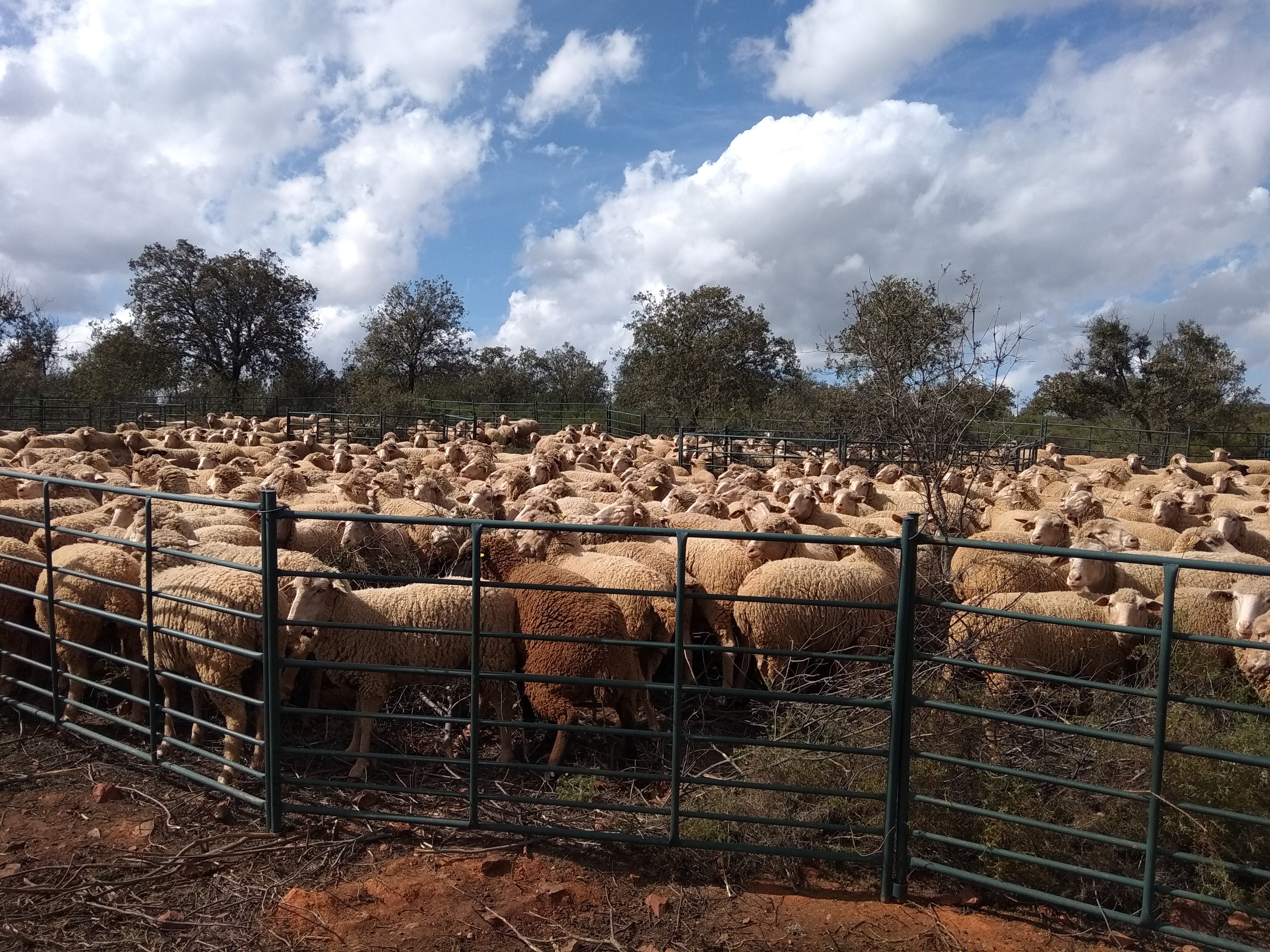 Redileo finca Mundos Nuevos